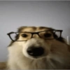 TOP NOVOS MEMES  13