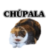 🍂🍁 Random pal chat 🍁🍂 11