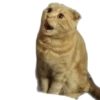 Memes Aleatórios 10