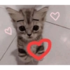 Gatito 14