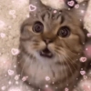 MEME KUCING BUCIN ❤ 13