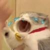 Sad cats and kittens 😭 15