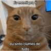 Memes gatos e cachorros 12