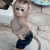 Monkey stickers 6