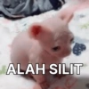 Kucing tulalit cik 😹 11