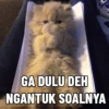 Tahun Baru versi Kucing 12