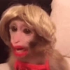 Macaco Glamour