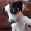 🐶 FIRULAIS PA' CONTESTAR 🐾 4