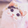🐾Gatitos Cute🐈💖 25