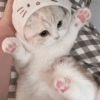 Gatinhos 7
