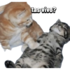 MASCOTA PT. 1 20