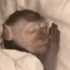 Monkey 🐒 18