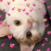 Cat love ❤️ 6