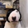 TALA