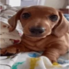 Cachorro. 7