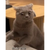 side eye