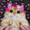 Cat love ❤️ 7
