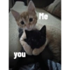 Más gatitos ♥️ 7