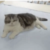 Cat 5