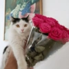 Gatitos🩷 5