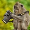 Monkey 🐒 26
