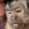 Monkey 🐒 21