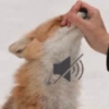 Reações de animais 5