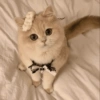 ~ Gatos Cute ☁🤍 11