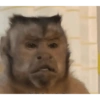 Monkey's  22