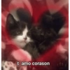 Más gatitos ♥️ 9