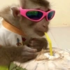 APENAS MACACOS 🤣 13