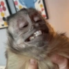 APENAS MACACOS 🤣 8