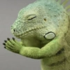 Reações animais  15