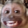 ANIMAIS ALEATÓRIOS 9