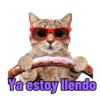Michi Objeto 🐈‍⬛😽 13