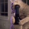 Gatos 19