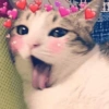 Cute baby cat🥺 14