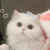 ~ Gatos Cute ☁🤍 8