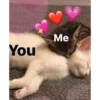 CatscatacatsDIECI 26