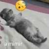 Reações super fofas 9