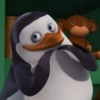 Pinguim  5