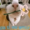 Más gatitos ♥️ 11