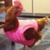 Vale a pena baixar esse 🪶🐓 6