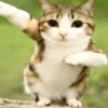 Meowl meme cat🐱✨ 8