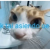 Keal asiendo de