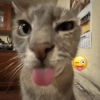 Gatos emoji 7