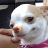 ANIMAIS ALEATÓRIOS 15