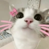 🤗💞 Gatos Tiernos 💞🤗 6