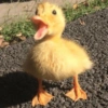 Patinho Fofo Reações 🦆 9