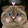 🐾Gatitos Cute🐈💖 15